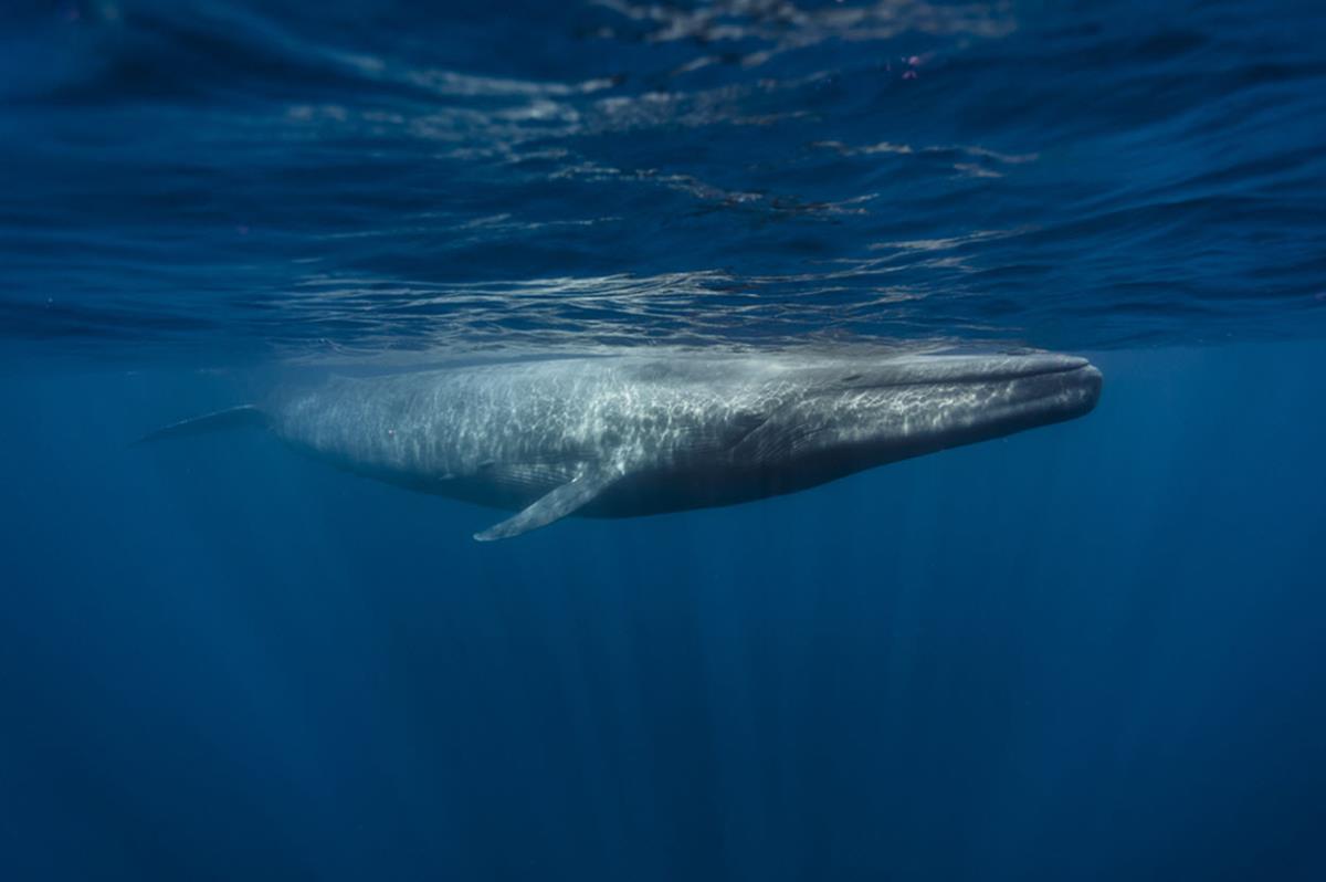 A blue whale just beneath the surface 